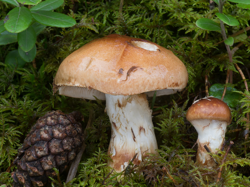 Cortinarius papulosus